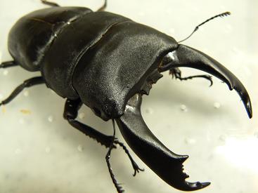 テイオウ９６ｍｍ３