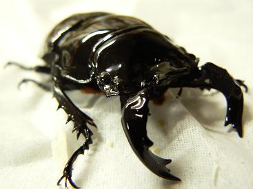 タラ♂72.5mmその２