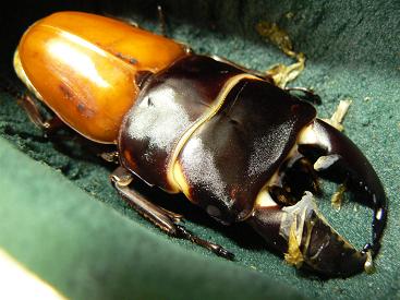 スマトラ83mmくらい？？