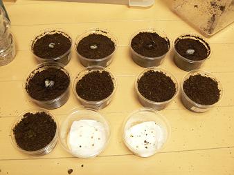 ウォレス割出し