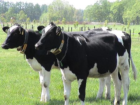 これは乳牛でした