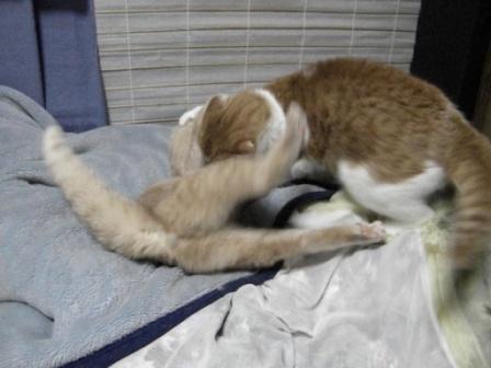 しっぽ5.JPG