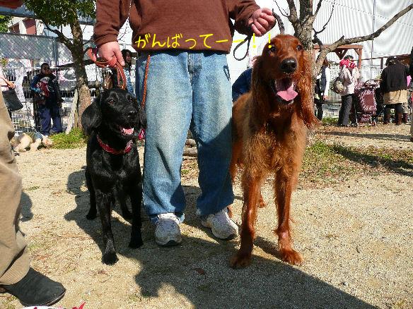 あずきちゃん・カリンちゃん