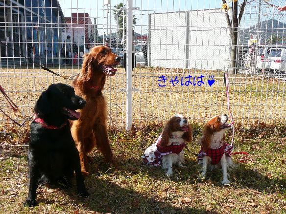 あずきちゃん・カリンちゃん・アリス・ケイティ