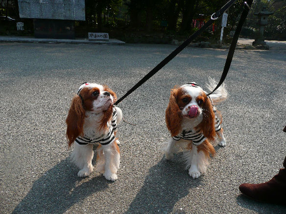 バディくん・サスケくん