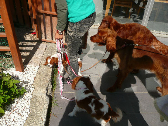 あずきちゃん・マロ・アリ・ケイ