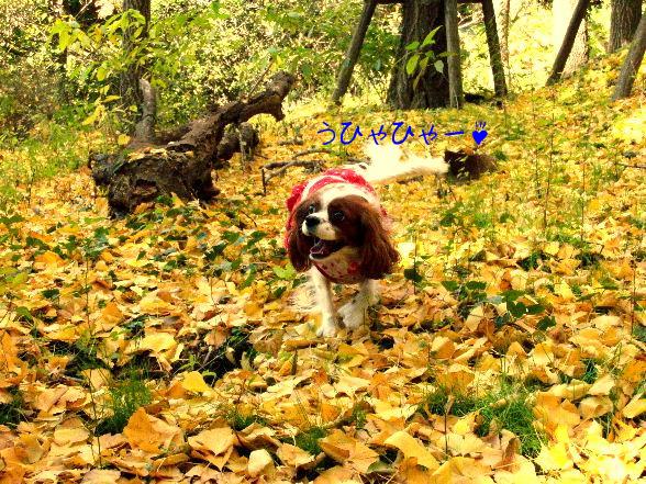 10.12 ougon.neru.takami 050.jpg