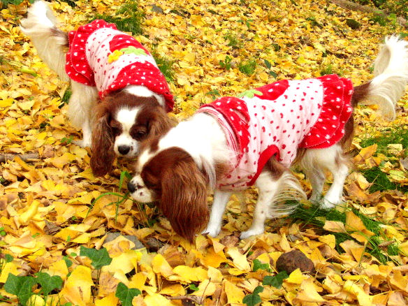 アリス＆ケイティ