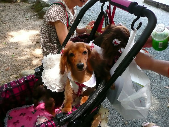 シュシュちゃん