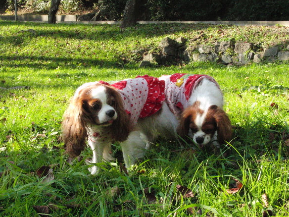 アリス＆ケイティ