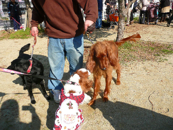 あずきちゃん・アリス