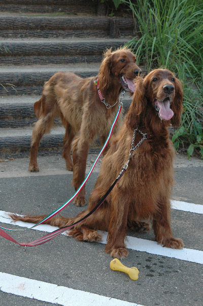 マロン＆あずきちゃん