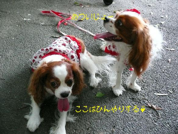 アリス＆ケイティ