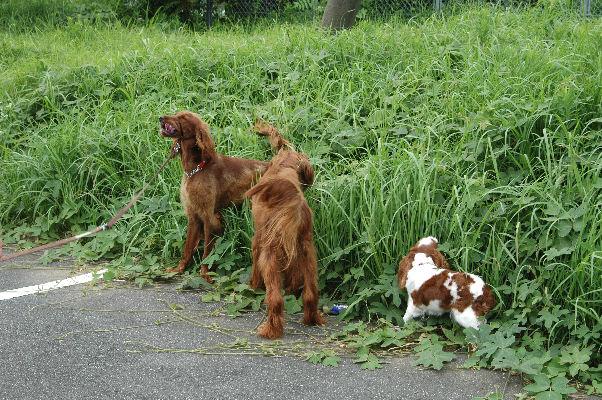 あずきちゃん・マロン・アリス