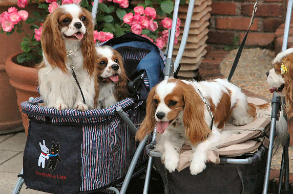 シンちゃん・バディ・サスケくん