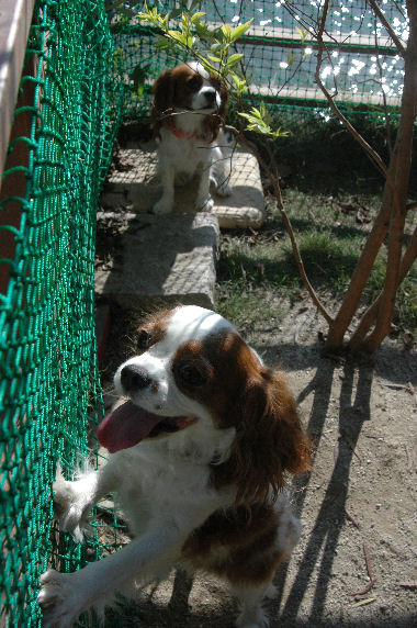 アリス＆ケイティ