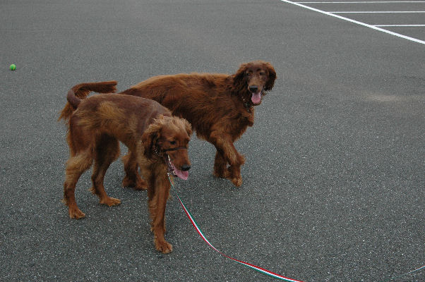 あずきちゃん・マロン