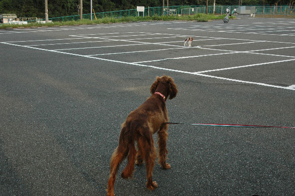 あずきちゃん・ケイティ