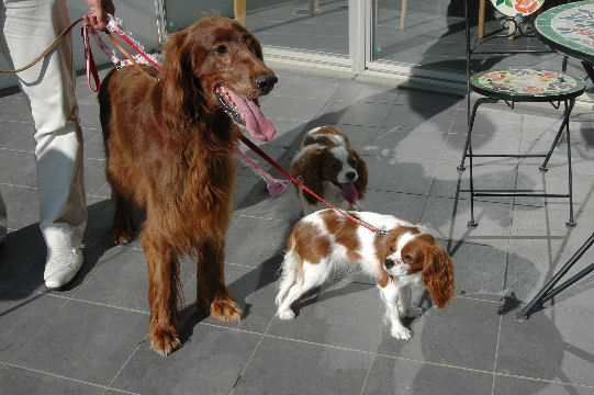 マロン＆アリス＆ケイティ