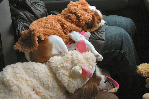 アリス＆ケイティ