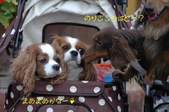 アリス＆ケイティ・あゆきちゃん