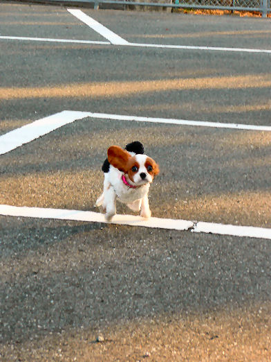 ケイティはしる