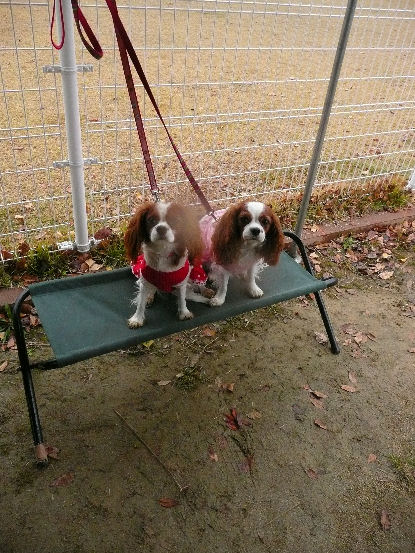 アリス＆ケイティ