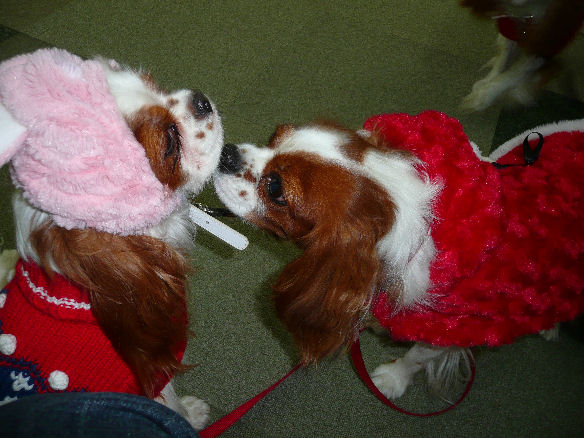 サスケくん・ケイテイ