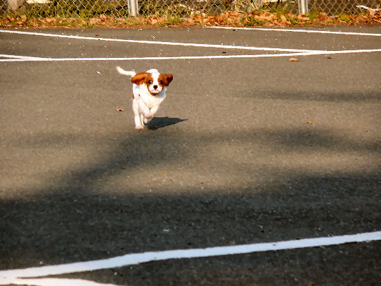 ケイティはしる2