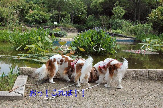 シンちゃん・アリス・ケイティ