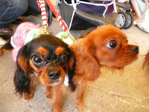 いぶきちゃん・こべにちゃん