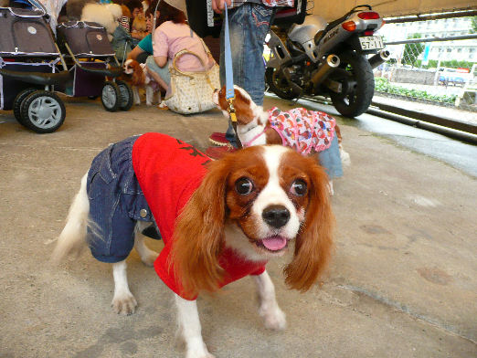 パンちゃん・イブちゃん