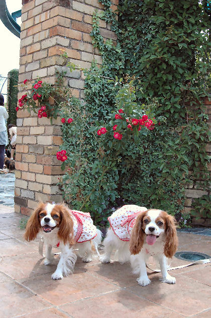 アリス＆ケイティ