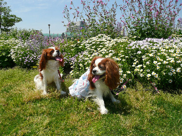 アリス＆ケイティ