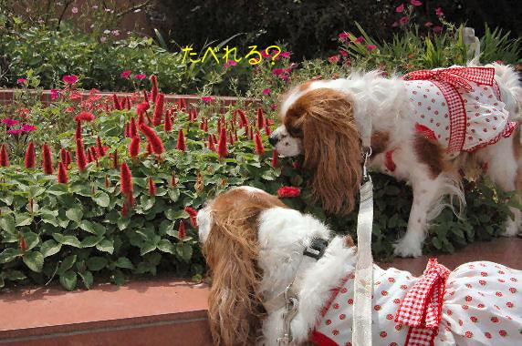 アリス＆ケイティ