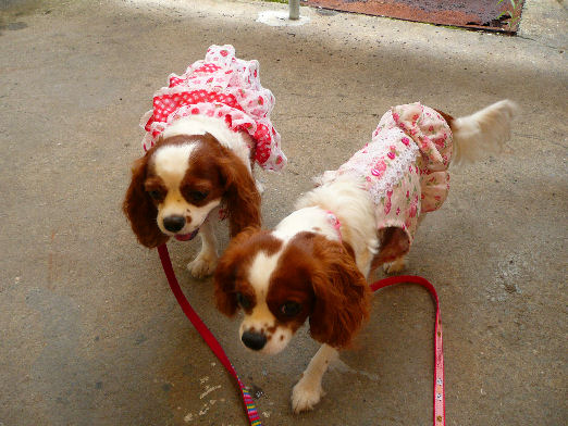 アリス＆ケイティ