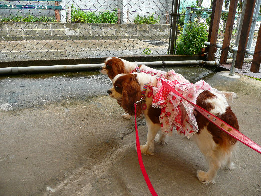 アリス＆ケイティ