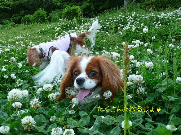 アリス＆ケイティ