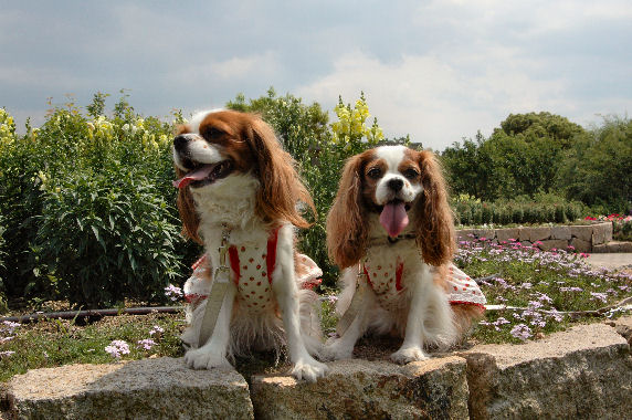 アリス＆ケイティ