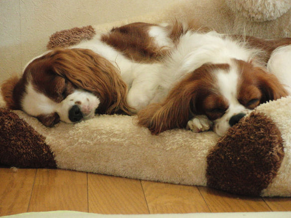 アリス＆ケイティ