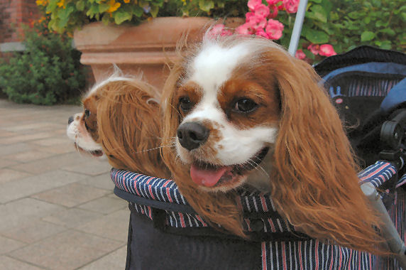 バディくん・サスケくん