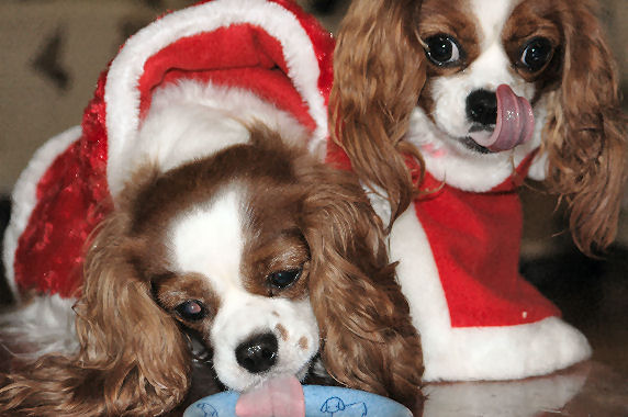 アリス＆ケイティ