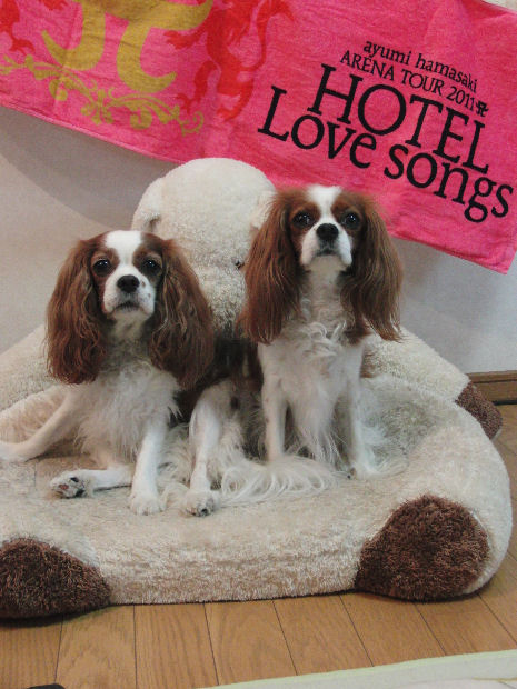 スポーツタオル・アリケイ