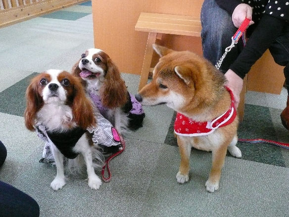 さらちゃん・アリ･ケイ