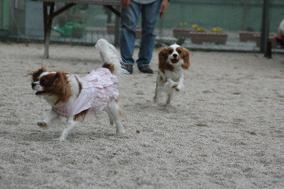 シンちゃん・ケイティ