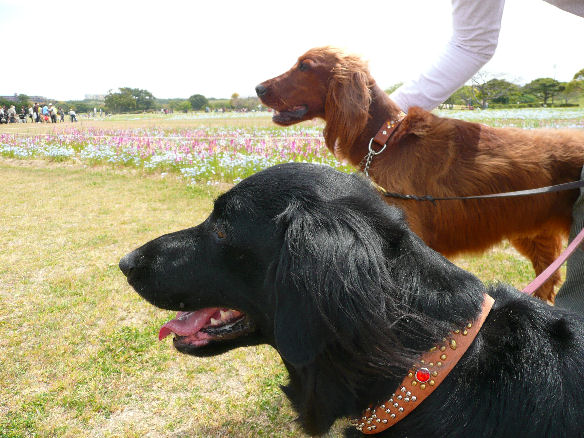 あずきちゃん・カリンちゃん