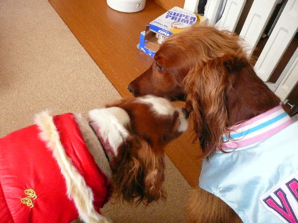 あずきちゃん・アリス