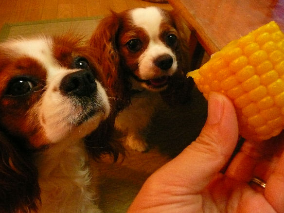 アリス＆ケイティ