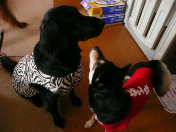 カリンちゃん・ふくちゃん