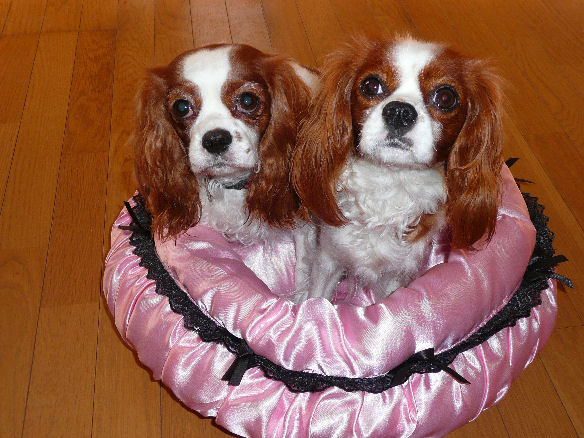 アリス＆ケイティ